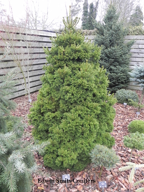 Picea abies 'Dundaga'